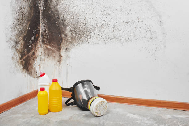 Best Attic Mold Remediation in Lone Star, TX
