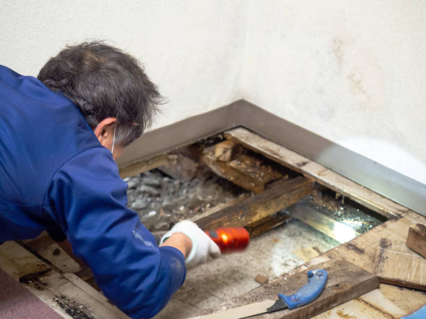 Best Black Mold Remediation in Lone Star, TX