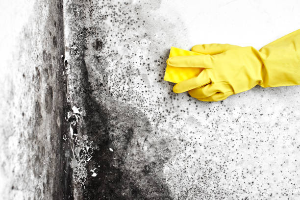 Best HVAC Mold Remediation in Lone Star, TX