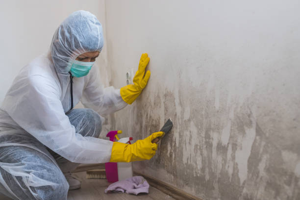 Best Localized Mold Remediation (e.g., coastal areas, humid climates) in Lone Star, TX