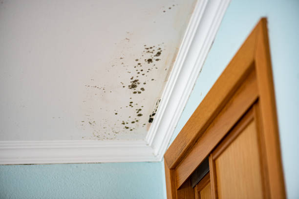 Best Mold Testing and Inspection Services in Lone Star, TX