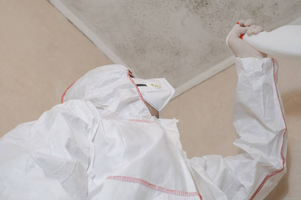 Trusted Lone Star, TX Mold Remediation Experts