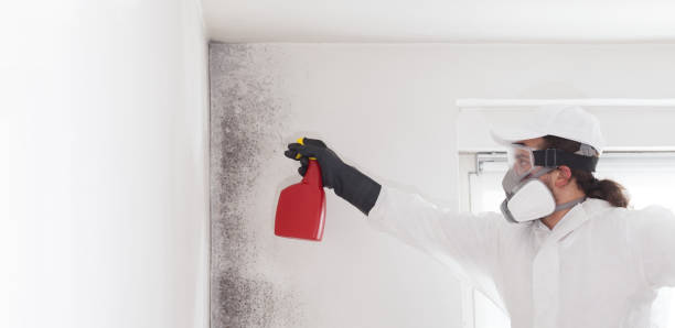 Best Insurance-Related Mold Remediation in Lone Star, TX