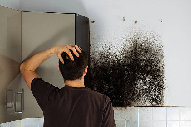 Best Residential Mold Remediation in Lone Star, TX