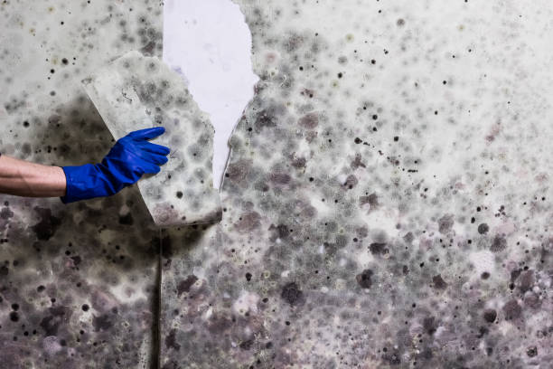 Best Mold Remediation for Schools in Lone Star, TX